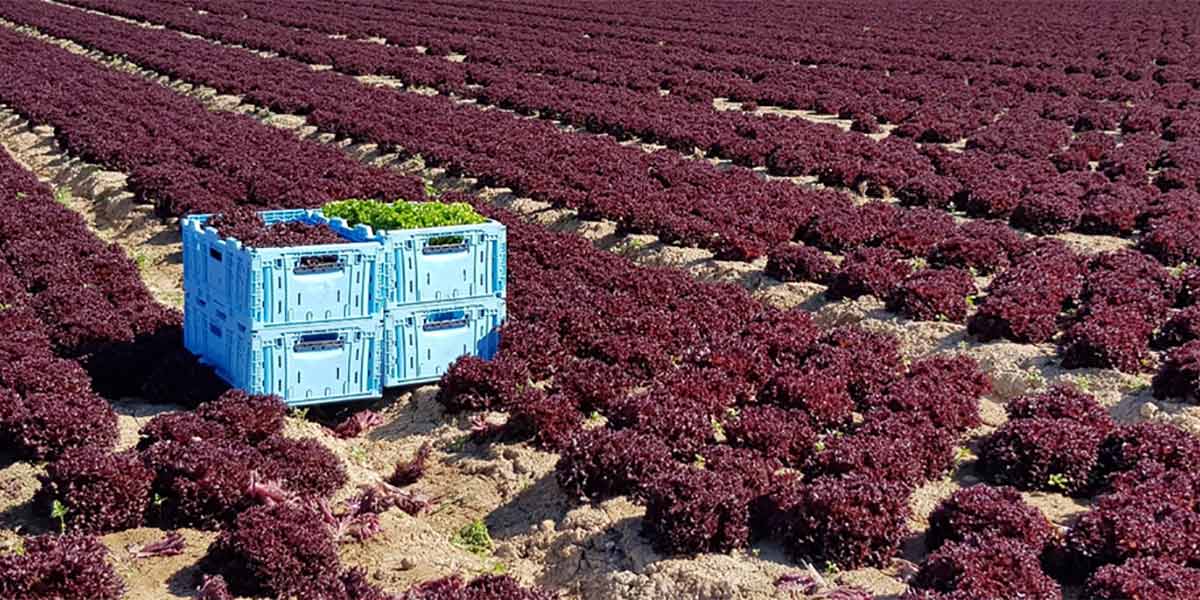 Partnership di successo tra Tosca e Eisberg 